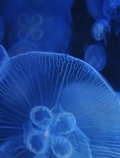 Git windows环境如何使用