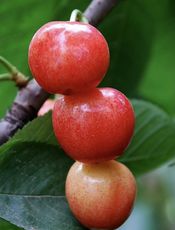 编程之法：面试和算法心得